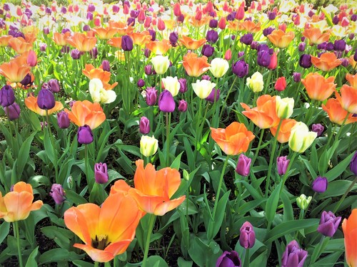 Jesienne sadzenie tulipanów, by wiosną cieszyć się piękną rabatą